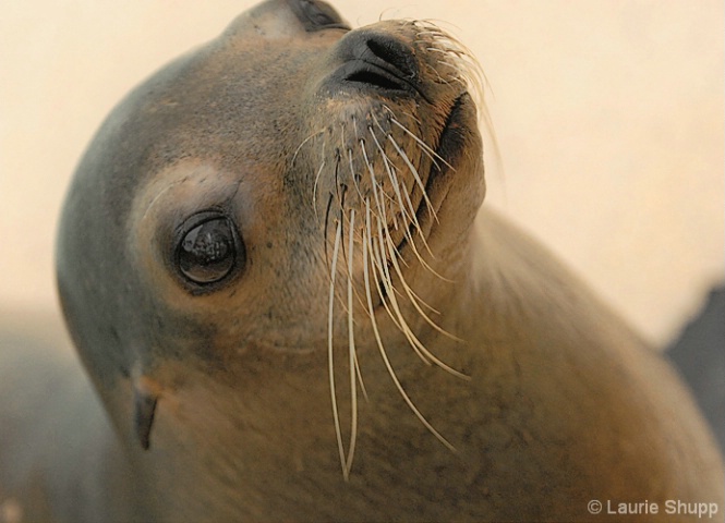 Seal Face
