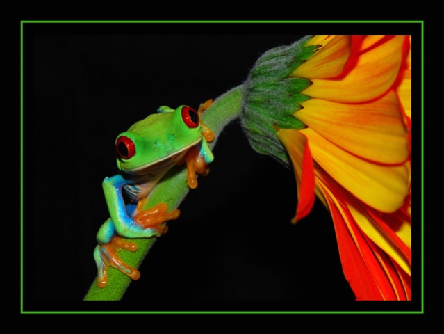 Frogs and Flowers are Beautiful.
