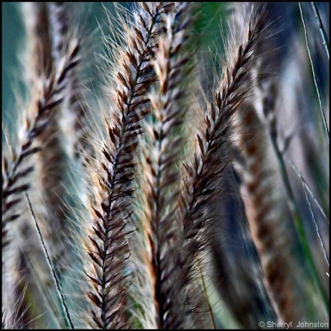 Grasses in the Wind