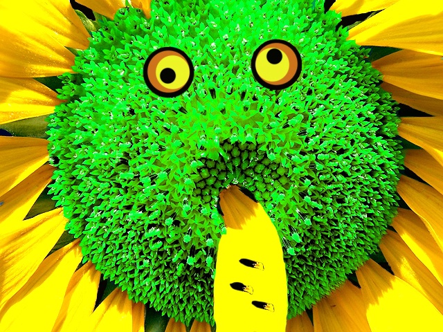YUK  ACK YUK - I HATE sunflower seed's
