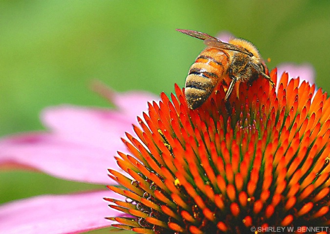BEE ON FLOWER 1 - ID: 4260767 © SHIRLEY MARGUERITE W. BENNETT