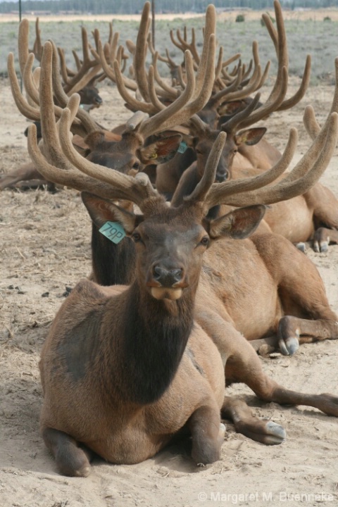 LOTS of elk horns