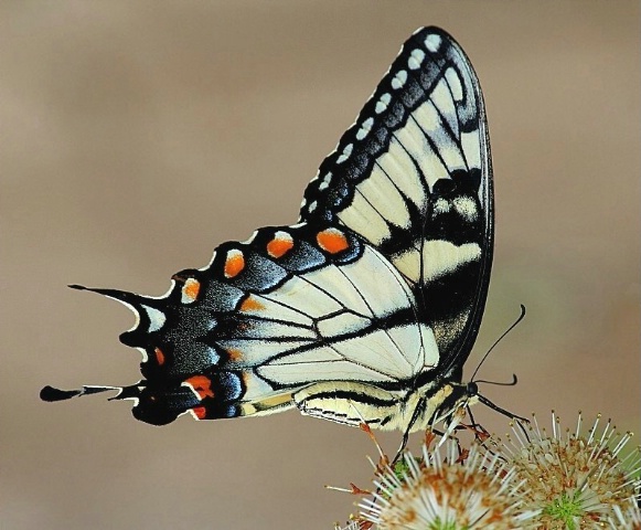 Swallowtail on Buttonwood