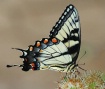 Swallowtail on Bu...