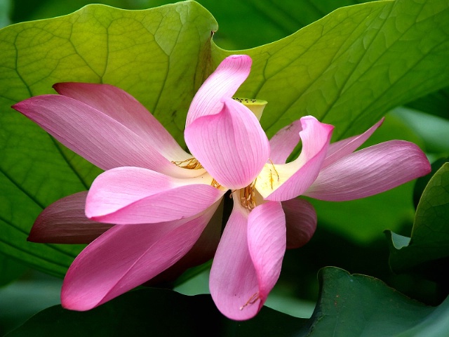 Another Lotus Flower