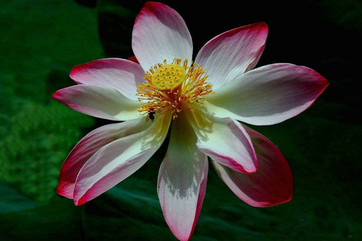 Lotus - ID: 4267823 © VISHVAJIT JUIKAR