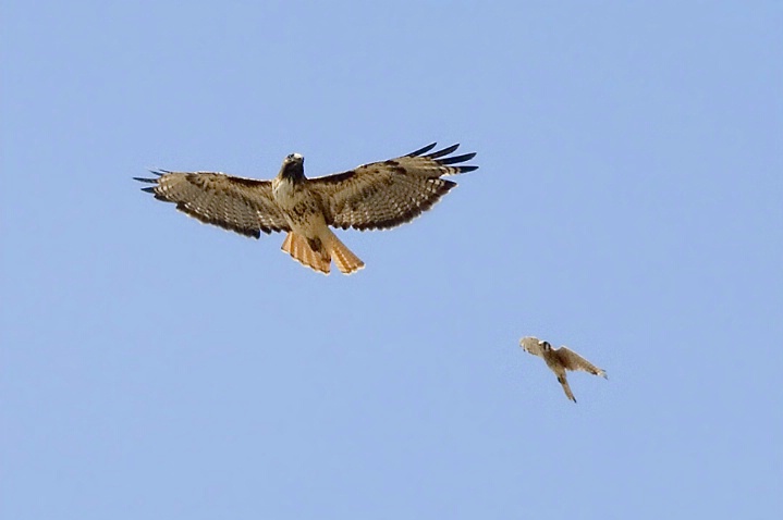 Red-Tailed Hawk being Harassed by Kestrel - ID: 4268373 © John Tubbs