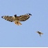 2Red-Tailed Hawk being Harassed by Kestrel - ID: 4268373 © John Tubbs