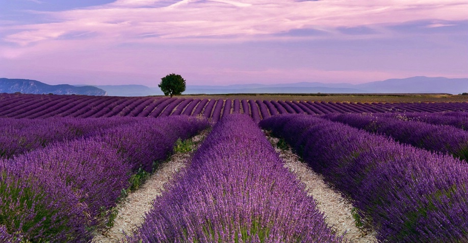 Lavender field at dawn
