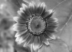 Sunflower in Blac...