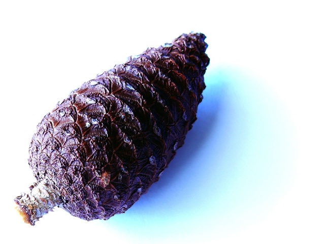 Baby Pine Cone