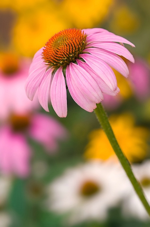 Pink Cone Flower