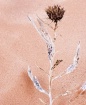 Desert Still Life