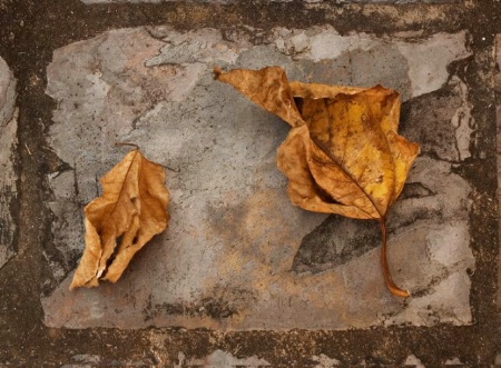 Fallen Leaves on Slate