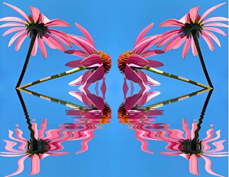 Coneflowers