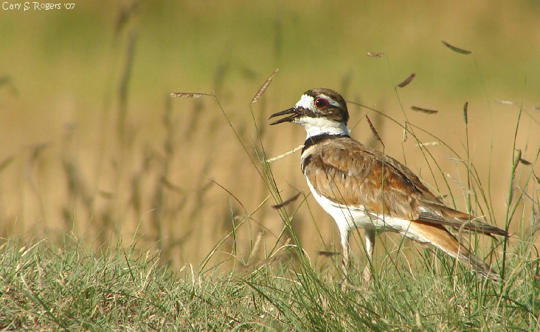 Killdeer in the Grass