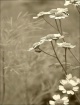 Life in a garden