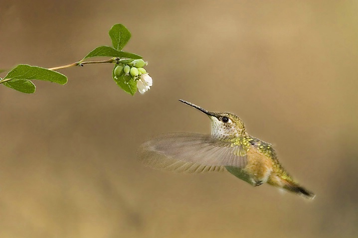 Rufous Hummingbird Feeding - ID: 4278052 © John Tubbs