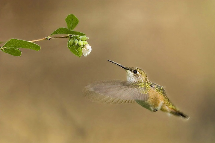 Rufous Hummingbird Feeding