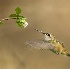 2Rufous Hummingbird Feeding - ID: 4278052 © John Tubbs