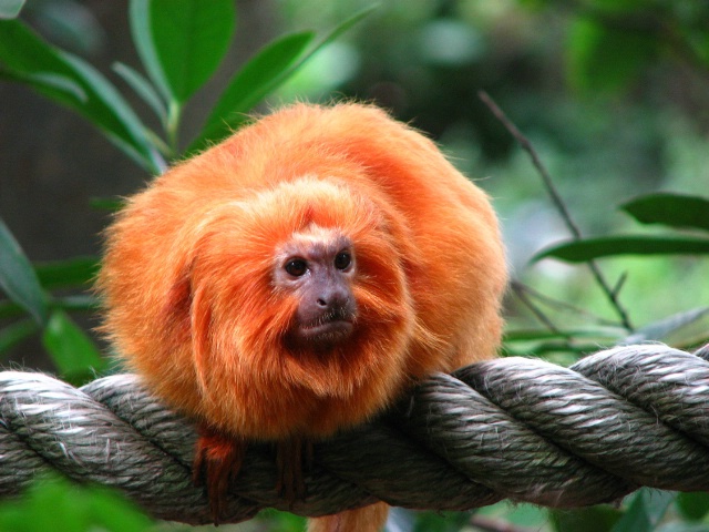 Golden Lion Tamarin