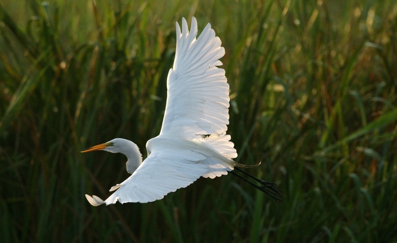 Soaring at Sunrise