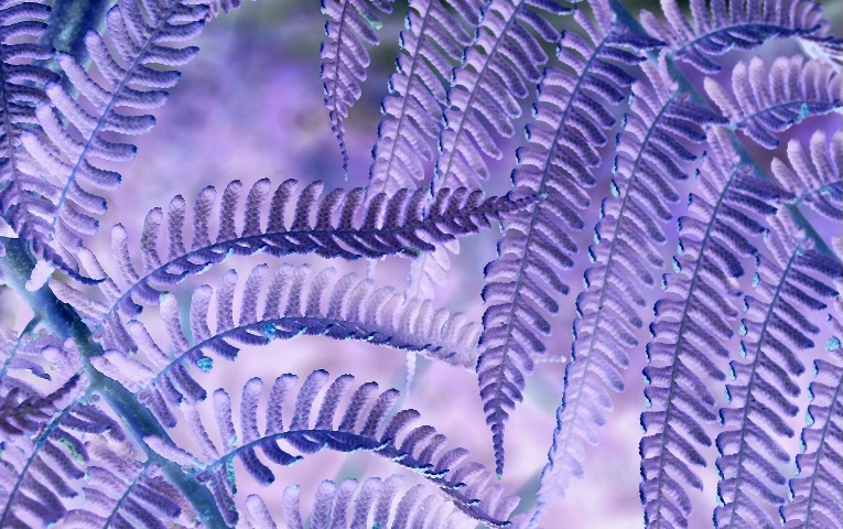 Fantasy Fern