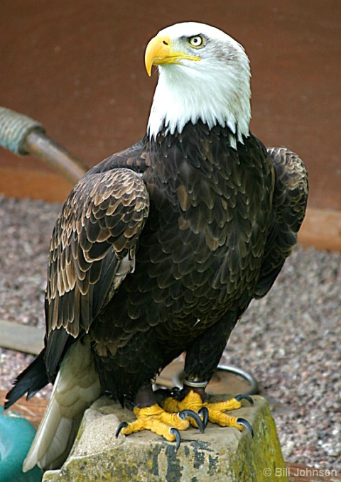 American Bald Eagle