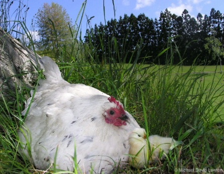 Hen and Chicken Enviroment