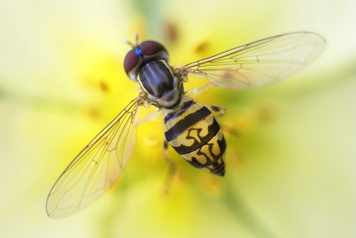 Bee - ID: 4281611 © Laurie Daily