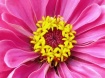Flowers in a Flow...
