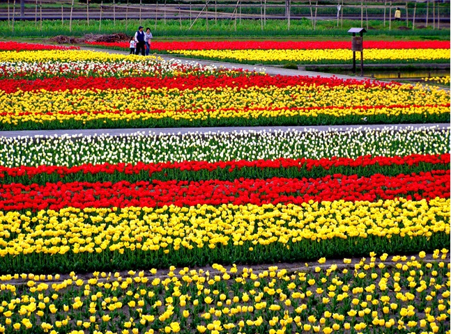 Tulip Festival