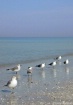 Florida Seagulls