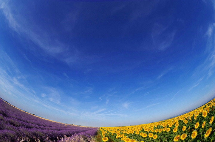 Lavender and sunflowers under blue sky