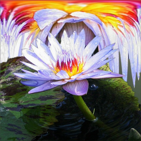 Water Lily Ecstasy 