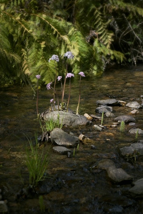 River Flowers