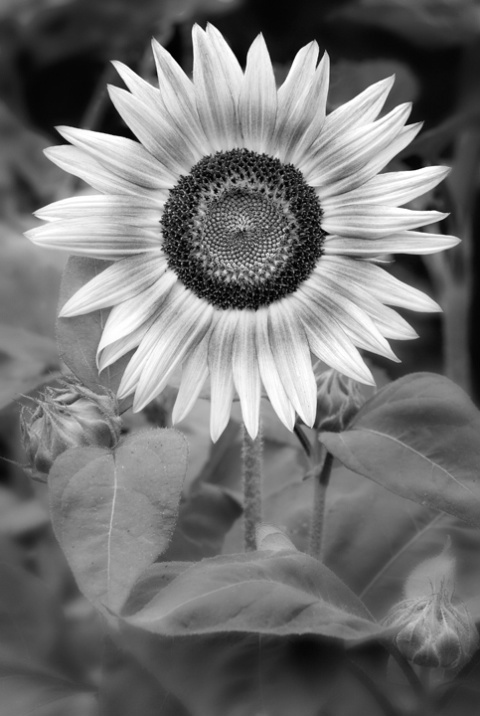 Sunflower #2 in Black and White