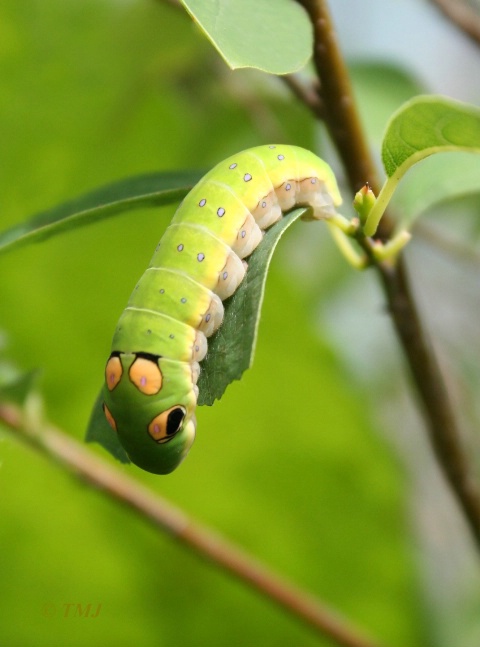 Spicebush Swallowtail   - ID: 4285787 © Theresa Marie Jones