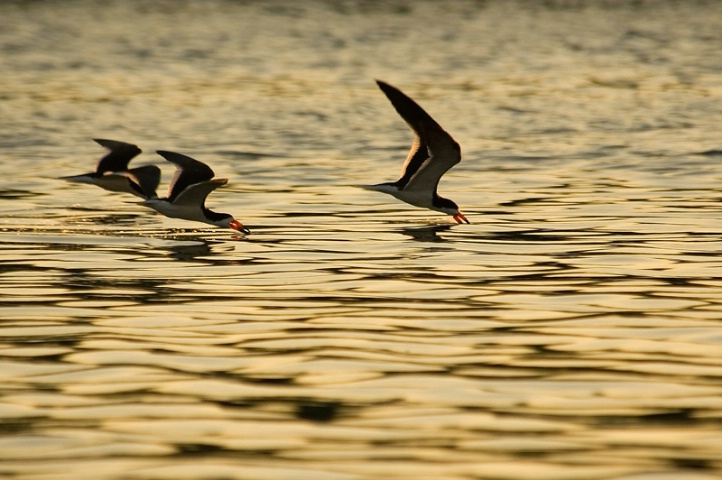 Skimmers @ Sunset