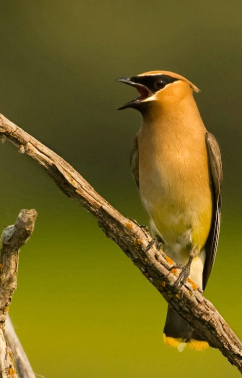 Cedar waxwing singing - ID: 4287151 © Michael Questell