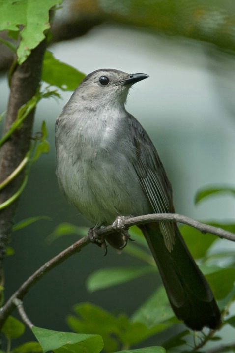 Grey catbird - ID: 4287162 © Michael Questell