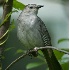 © Michael Questell PhotoID# 4287162: Grey catbird