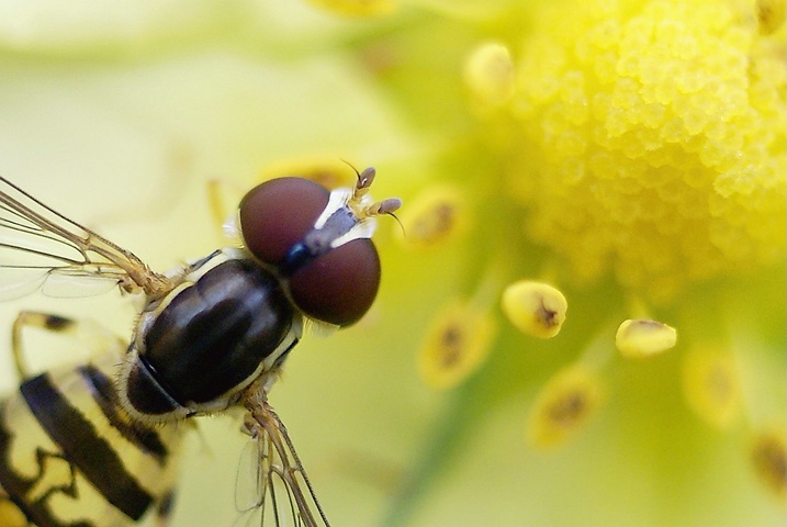 Sweet Treat - ID: 4288300 © Laurie Daily