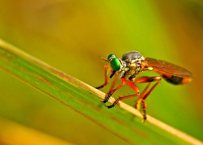 Small  Predator ...