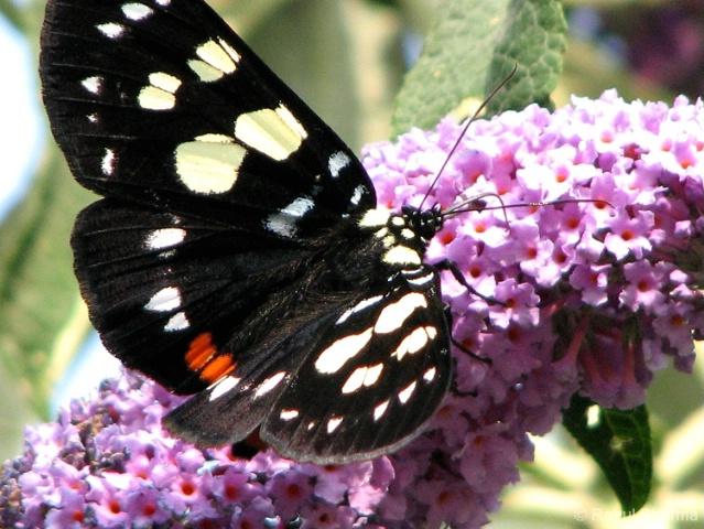 Butterfly enjoying the Flower Juice