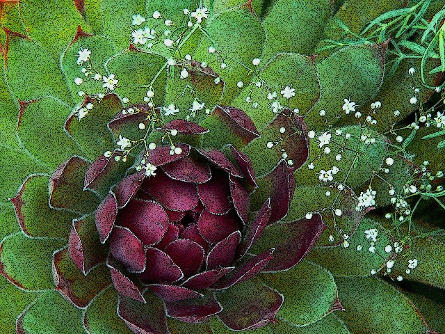 Hens/Chicks with baby's breath