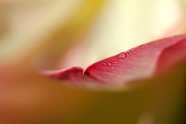 Tip of a Lotus flower petal