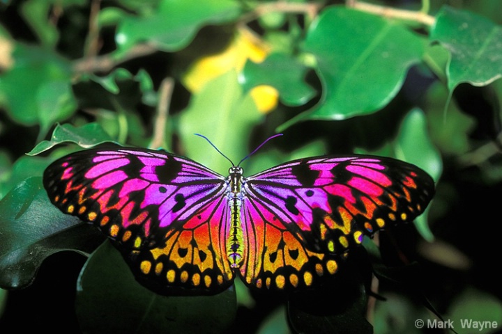 Rare Rainbow Monarch