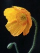 Yellow Beauty
