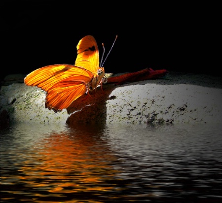 Butterfly on Water's Edge